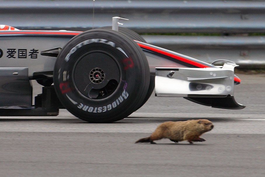 Hamilton barkes and swerves for the danger-seeking marmot